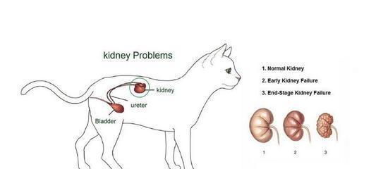 猫咪急性肾衰竭的治疗与护理（宠物猫咪肾衰竭的成因和表现）