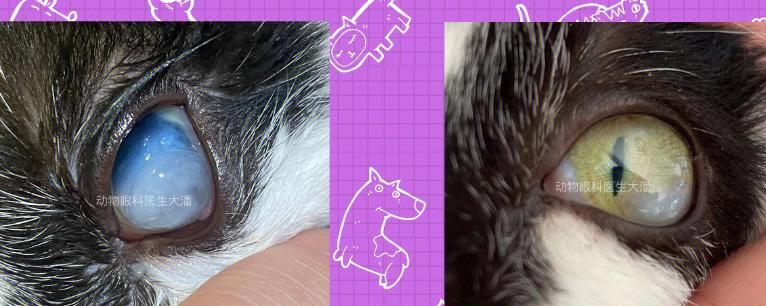 宠物猫咪溃疡眼手术费用大揭秘(了解猫咪溃疡眼手术的费用和手术风险)