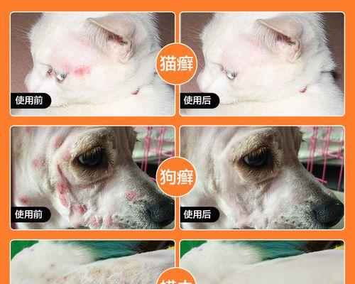 如何治疗严重的猫咪皮肤病(宠物主人必看)
