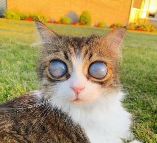 猫咪青光眼晚期图片大全（探寻猫咪青光眼晚期的病因及治疗方法）