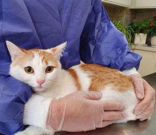猫咪体温测量技巧与注意事项(如何正确测量猫咪体温)