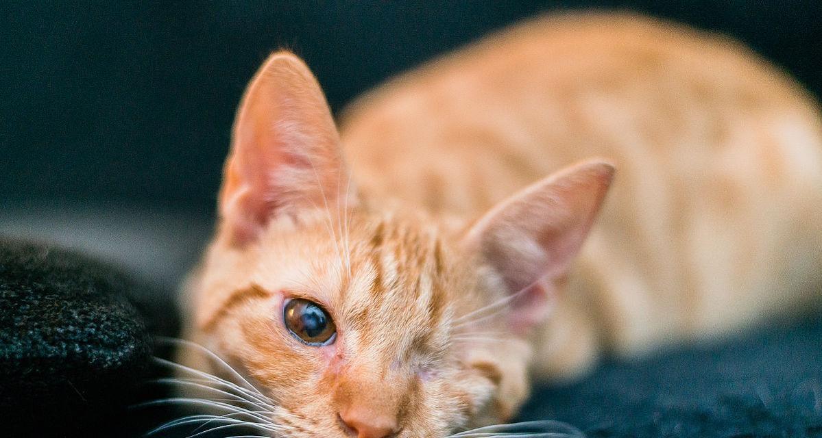 猫咪眼角的常态及异常情况（揭开猫咪眼角的秘密）