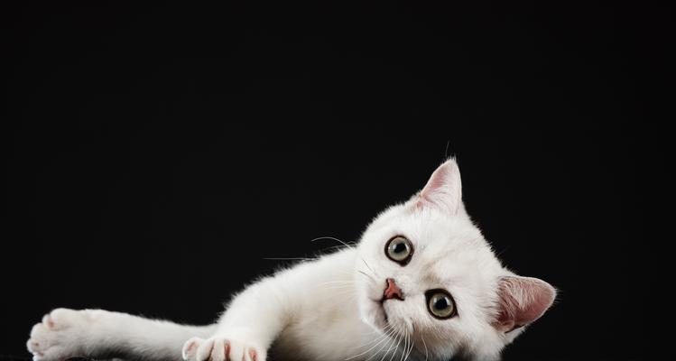 猫咪嘴巴周围黑色结痂的原因与治疗