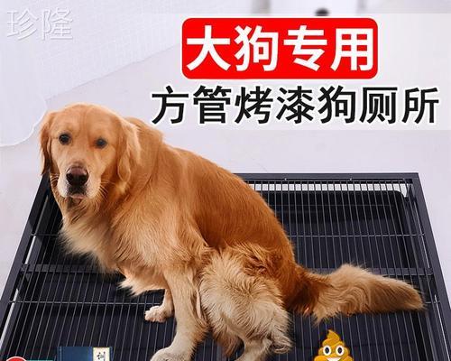 萨摩耶狗狗拉肚子应对指南（以宠物为主）