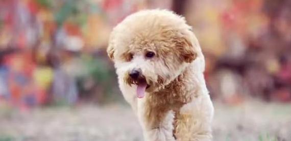 泰迪幼犬喝什么奶粉好(宠物主人必知的奶粉选择指南)