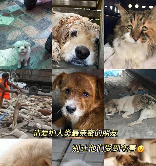 小狗扒厕所垃圾桶的原因及解决方法（探究宠物小狗扒厕所垃圾桶的行为和如何防止）