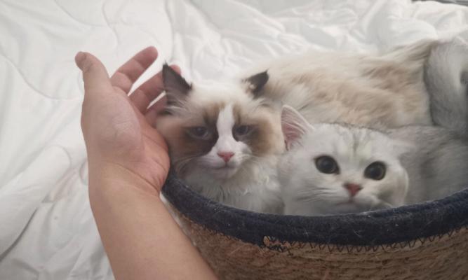 小猫用阿莫西林冲剂的使用方法与注意事项(宠物护理指南)