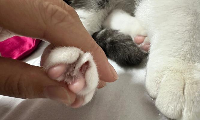 猫咪便后有血不让碰肛门(了解猫咪病情)