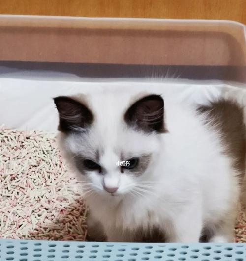 猫咪便秘,如何健康饮食(以宠物为主)