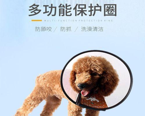猫咪脖子烂了是怎么回事(了解猫咪脖子烂的原因和处理方法)
