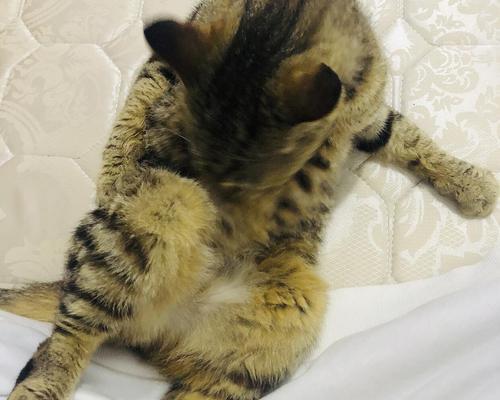 猫咪不吃饭舔屁股的原因及解决方法(揭秘猫咪饮食习惯和身体健康)