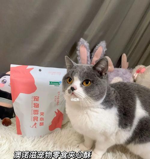 猫咪参加比赛,吃什么(宠物参赛应该注意什么)