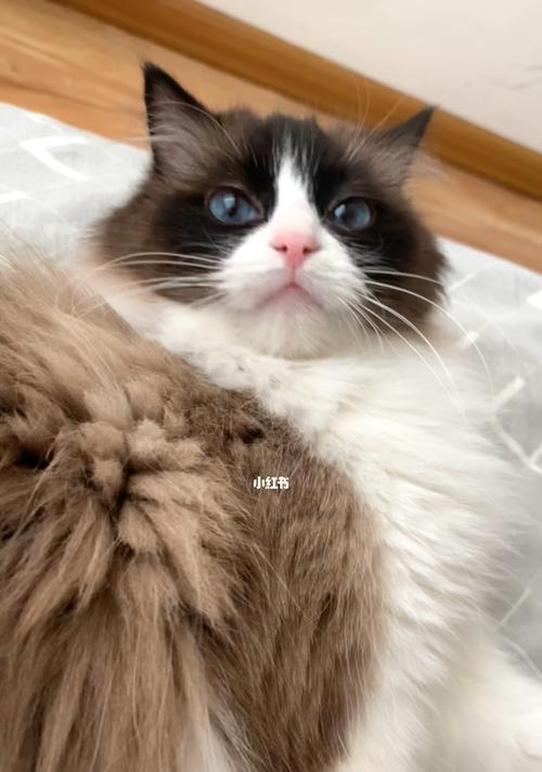 猫咪产后肚子的症状与处理方法(宠物主人必读)