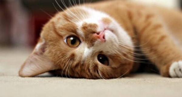 如何让宠物猫咪长不胖(掌握这些方法)