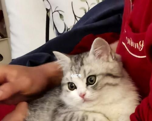宠物猫咪长大后的失落(为什么成年猫咪不再可爱)