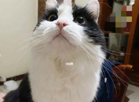 猫咪生长之谜（探寻猫咪生长速度的原因与方法）