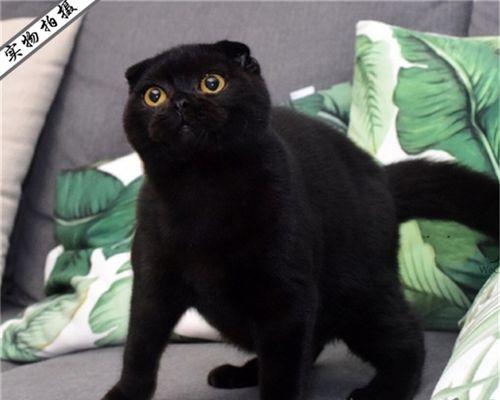 如何应对猫咪长黑色疙瘩(探究黑色疙瘩的成因和处理方法)