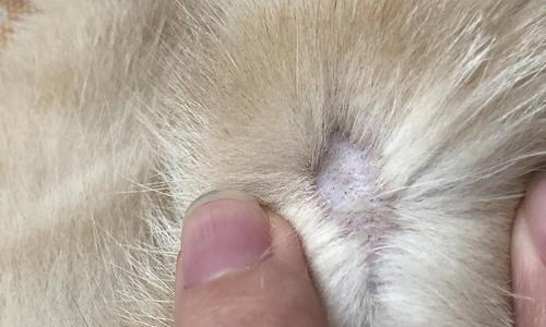 猫咪剃毛指南(如何为宠物猫咪做好剃毛工作)
