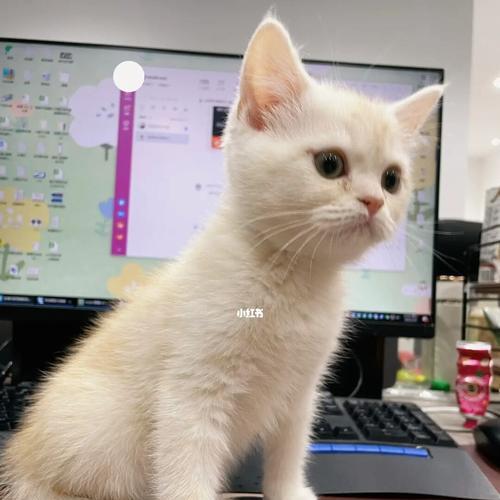 探究猫咪身体成长的时间节点（从出生到成年）