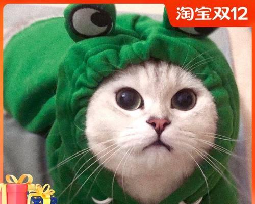 长途自驾带猫咪出行注意事项(猫咪健康与安全保障)