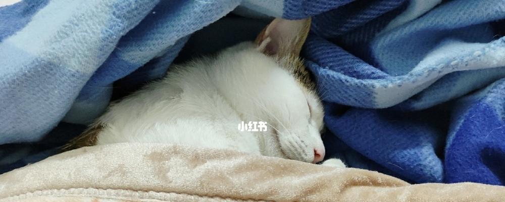 探究猫咪肠胃敏感问题——如何有效预防呕吐（以宠物为主）