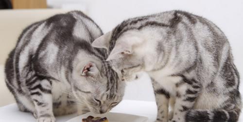 猫咪误食白凡士林该怎么办(了解白凡士林的成分和影响)