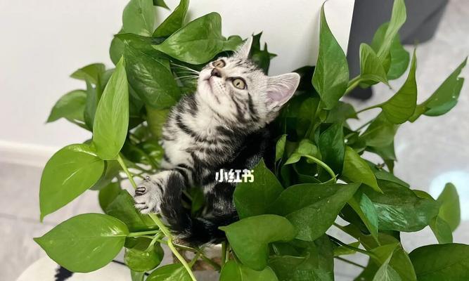 猫咪误食绿萝如何处理（宠物猫误食绿萝后如何急救）