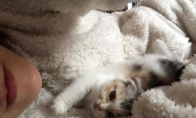 猫咪吃了思密达便秘怎么办(宠物的健康问题需要我们重视)