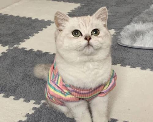 猫咪吃乳果糖有副作用（小心猫咪摄入过多乳果糖会引起胃肠问题）