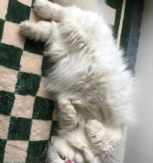 宠物猫突然不吃饭怎么办?