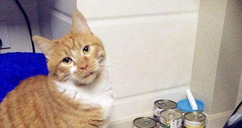 猫咪吃糖,谁是受害者(揭秘猫咪食糖真相)
