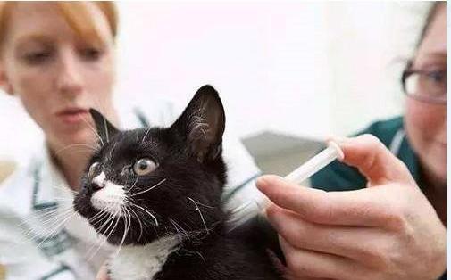 宠物猫不停脱毛?教你如何解决!