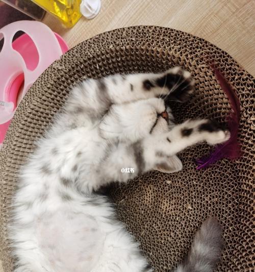 宠物猫咪传腹病的照顾方法(了解腹病预防措施有效护理猫咪健康)