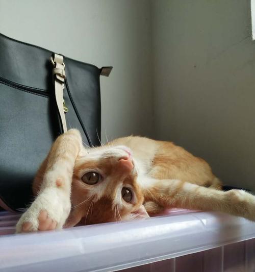 我的猫咪从楼上跑丢了(寻找失踪的小伙伴——宠物回家记)