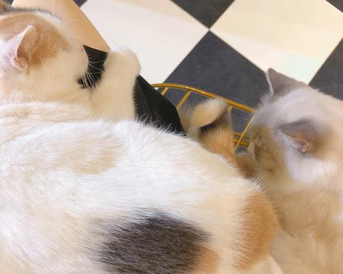 从小到大,猫咪的成长变化(探究宠物猫咪在不同年龄阶段的体态)