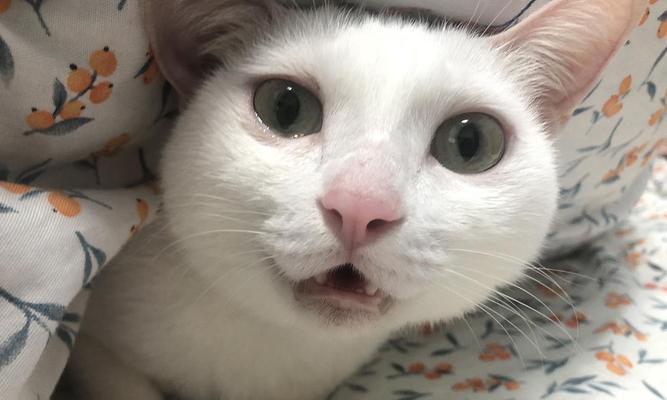 猫咪流泪打喷嚏，要注意什么（关爱宠物）