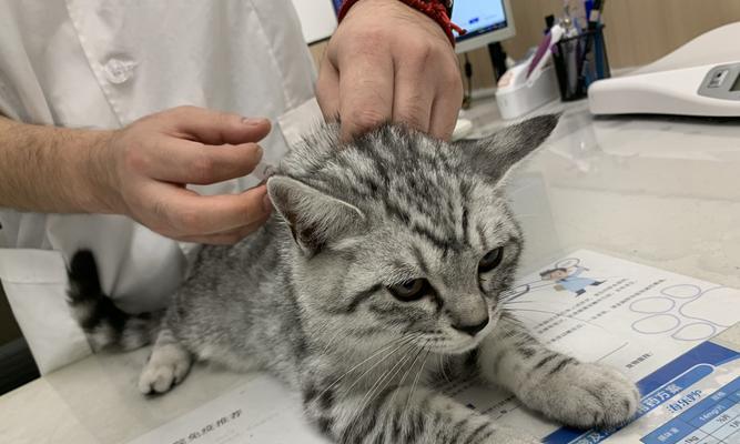 打疫苗，守护健康——猫咪接种疫苗的必要性与不良反应剖析