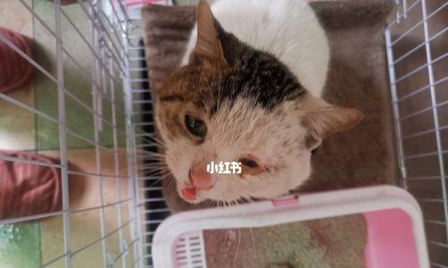 解析猫咪大便颜色黄但成型的原因与处理方法（宠物养护）