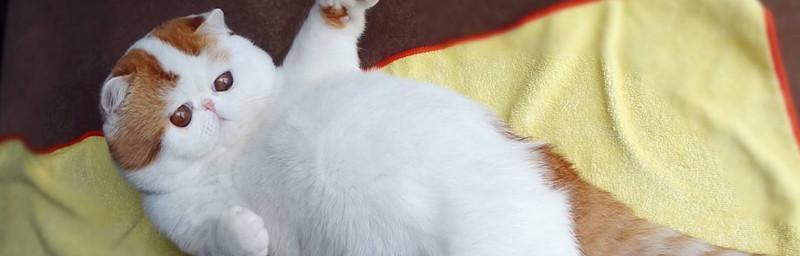 解读猫咪大腿内侧突出骨头的奥秘（揭开猫咪大腿内侧“小山包”的真相）
