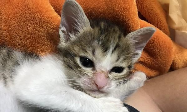带回家的猫咪要洗耳朵吗（宠物猫的耳部清洁）