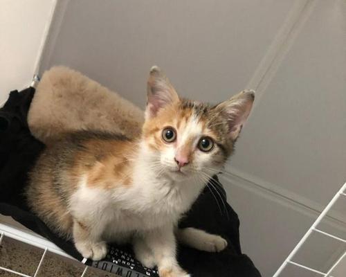 猫咪救助计划——让流浪猫回家（用爱心和责任感带回流浪猫的家庭）