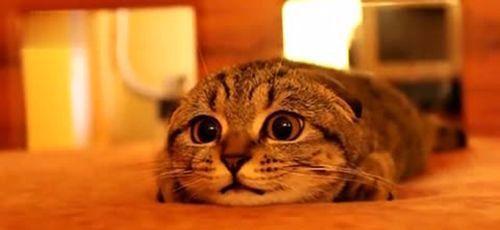 解决宠物猫咪胆小养不熟的难题