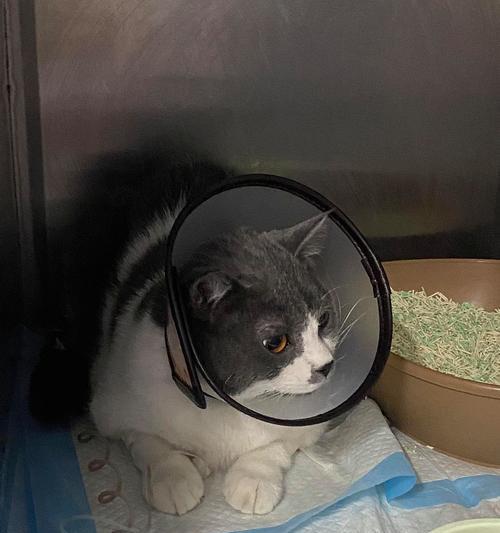 猫咪导尿管堵了怎么办(掌握正确护理方法)