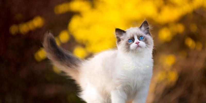 猫咪到家后的适应期(从猫咪到家到适应新环境)