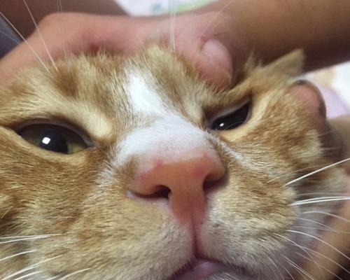 宠物猫咪鼻子保养,让它更健康(宠物猫咪鼻子保养)