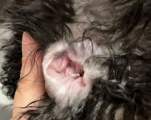 猫咪的耳朵伤口该如何治疗(以宠物为主)