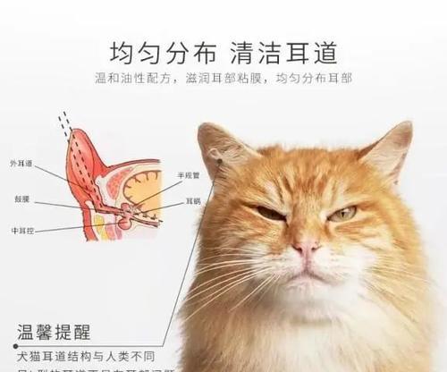 猫咪的耳朵为什么总是那么热(探究猫咪耳朵的温度和健康情况)
