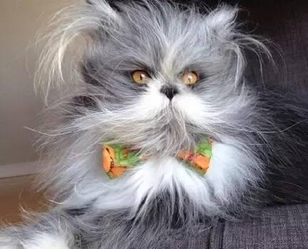 如何梳理猫咪的发型(掌握技巧让宠物更漂亮)