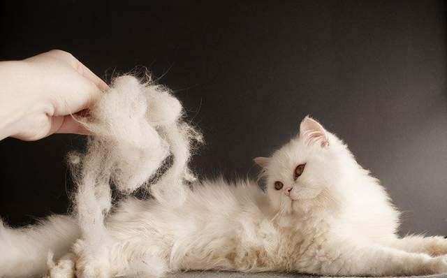 宠物猫咪关节处秃毛现象解析(探究猫咪关节处秃毛的原因与应对方法)