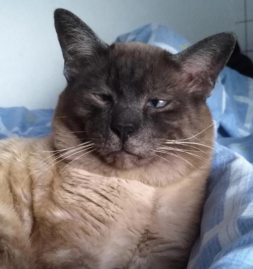 探秘猫咪脚掌的咖啡色之谜(揭开猫咪脚掌咖啡色的奥秘)